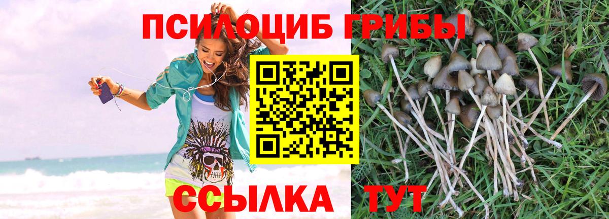 продажа наркотиков  Вход с VPN  Тихорецк  Галлюциногенные грибы Psilocybe 